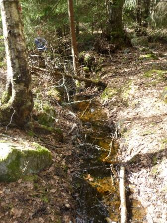 Diket som avvattnar sumpskogen före igensättning 2012-04-07